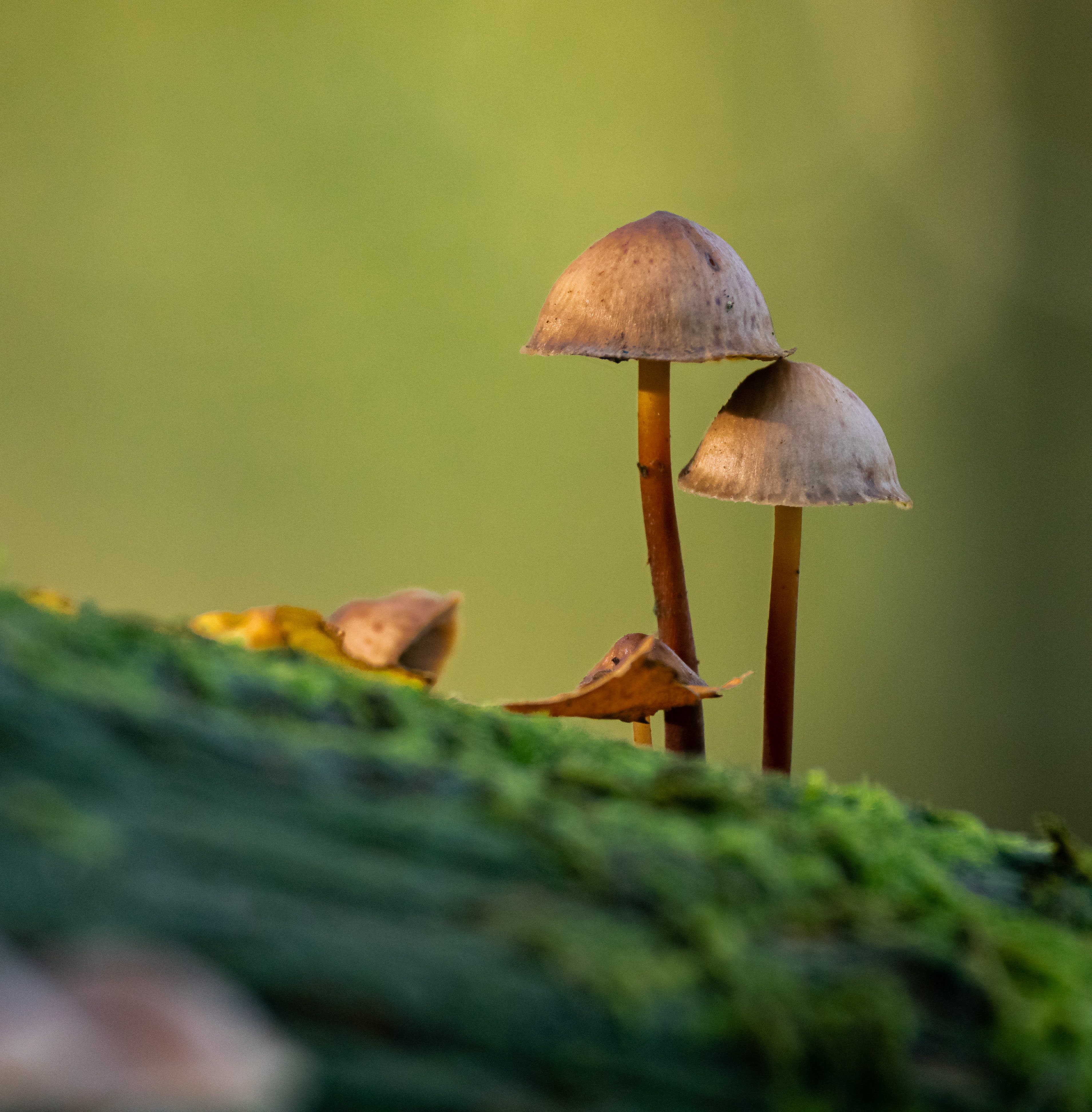 image-ZJu5My97GAlAxe-s