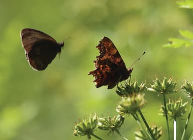 A brown butterfly flying next to a green plant
