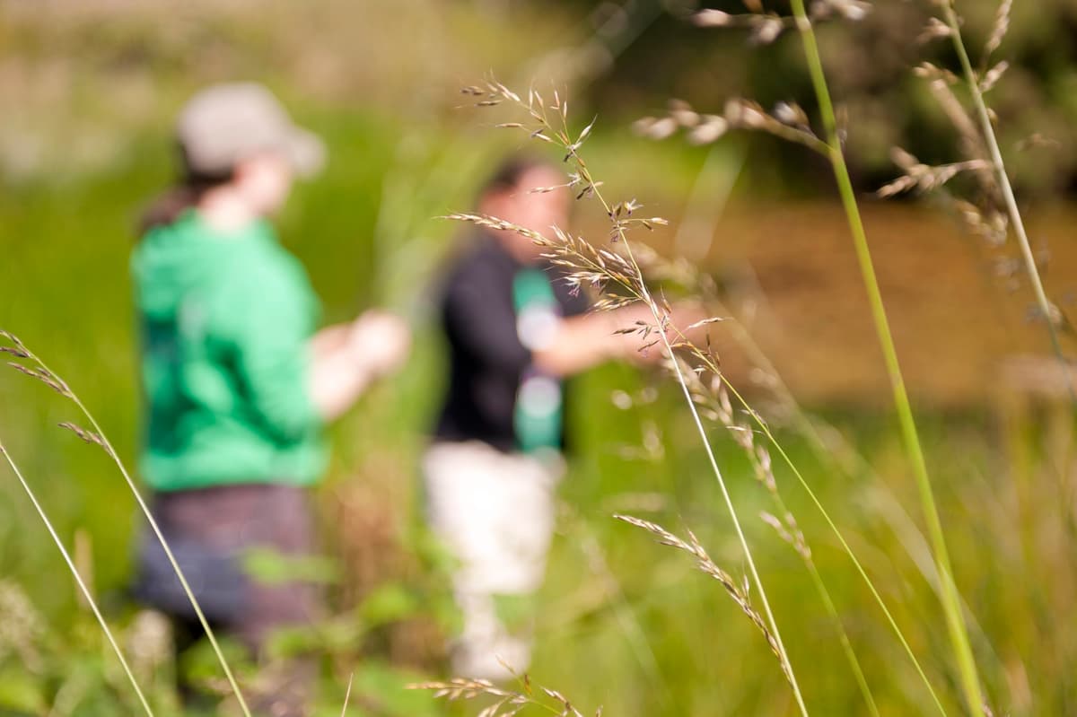 A couple of people walking through a lush green field