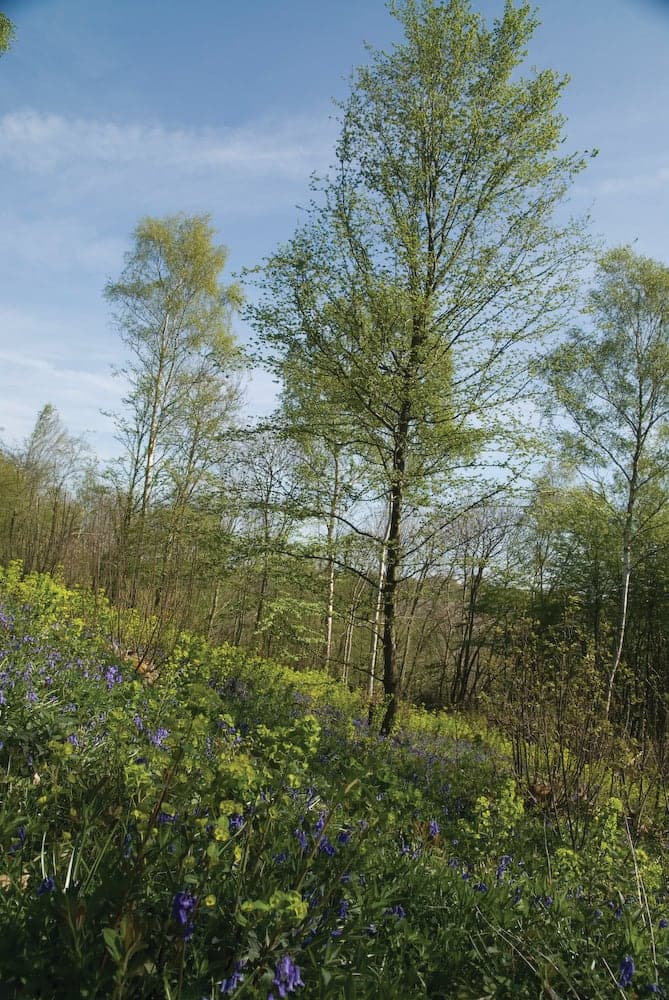 A field full of flowers and trees with a blue sky in the background