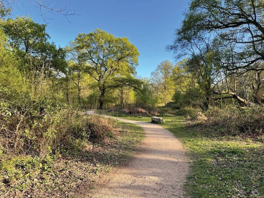 A dirt path in the middle of a wooded area