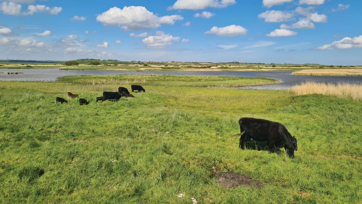 A herd of cattle grazing on a lush green field