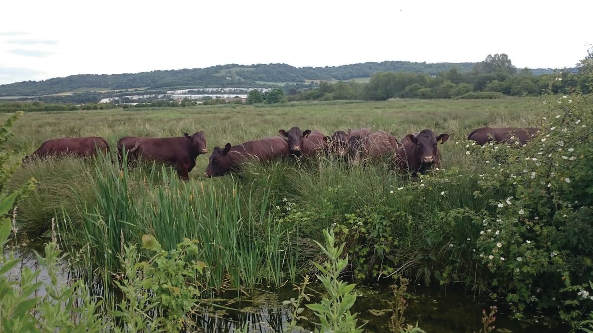 A herd of cattle standing next to each other on a lush green field