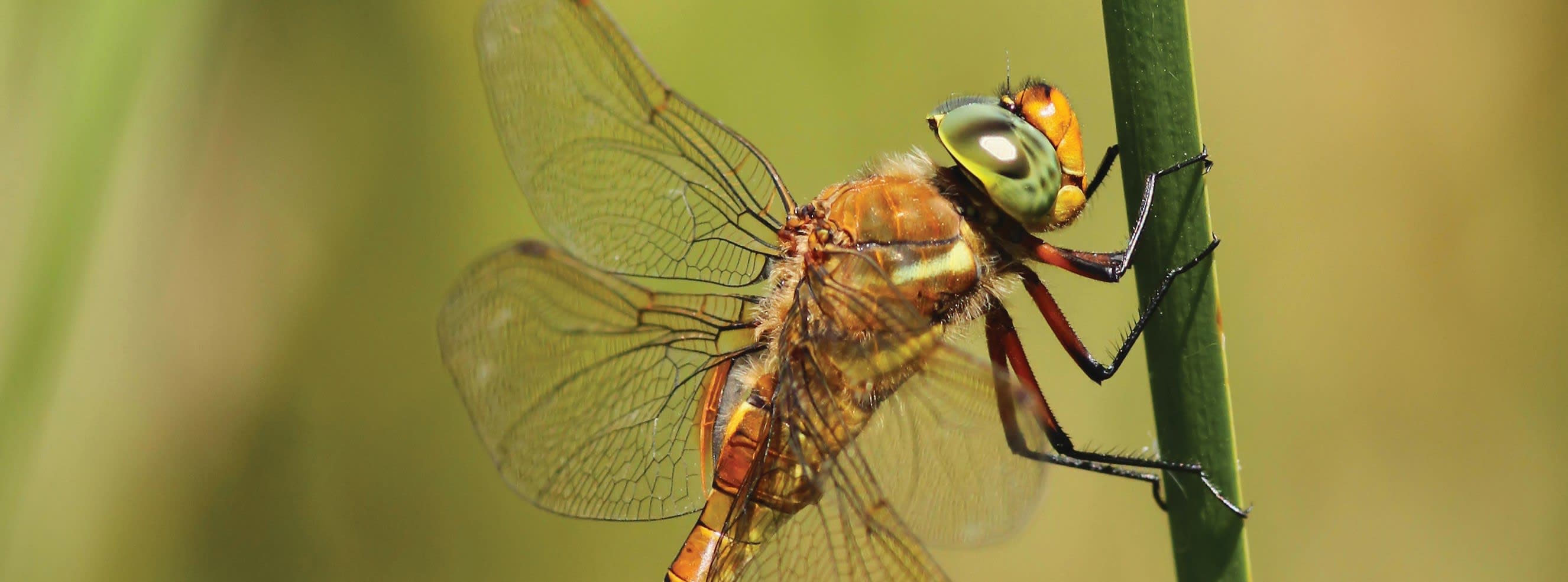 A close up of a dragonfly on a plant