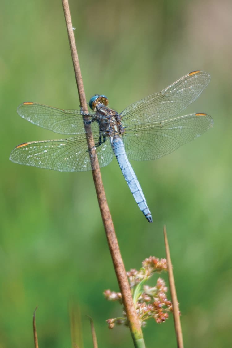 A blue dragonfly sitting on top of a plant