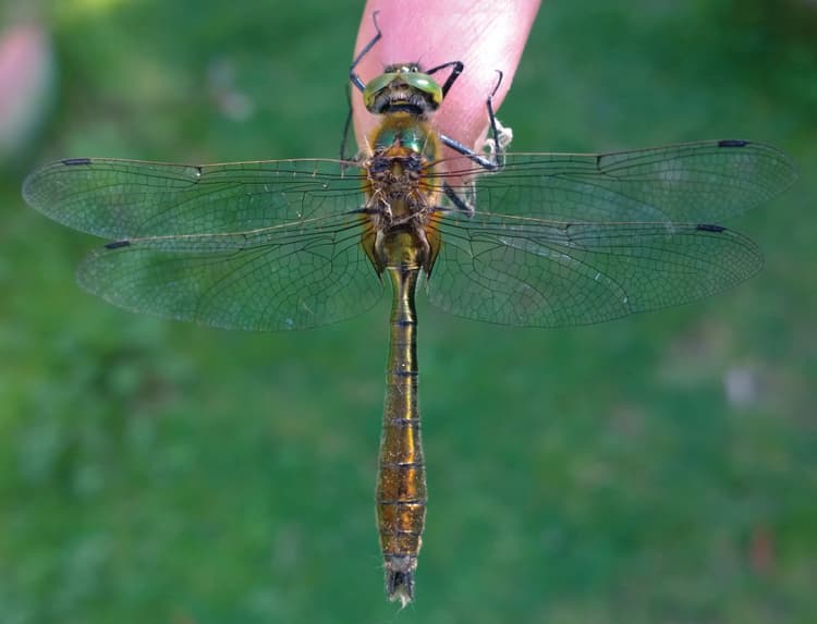 A person holding a dragonfly in their hand