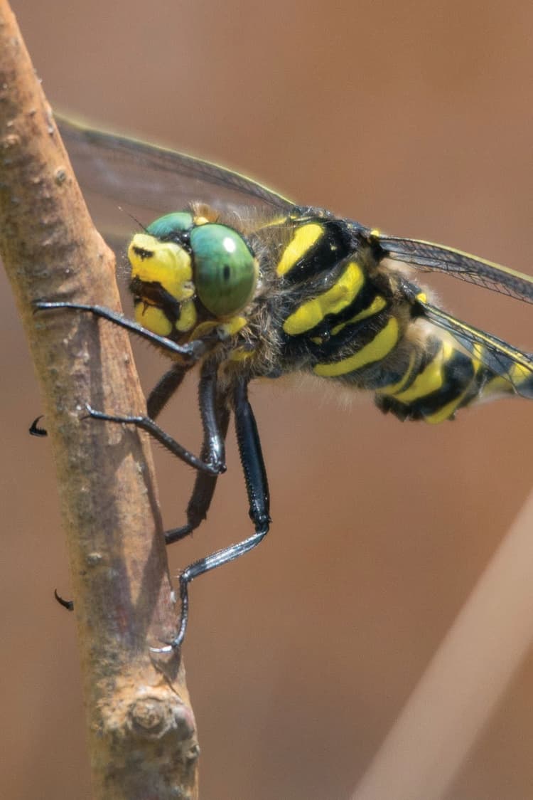 A yellow and black insect sitting on top of a tree branch
