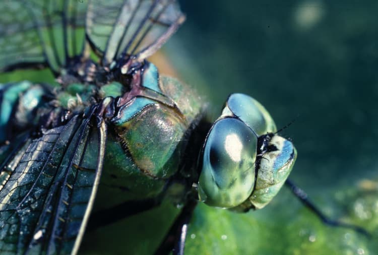 A close up of a dragonfly on a leaf