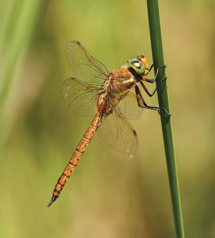 A close up of a dragonfly on a plant