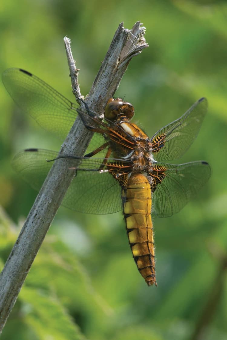 A couple of dragonflies sitting on top of a tree branch