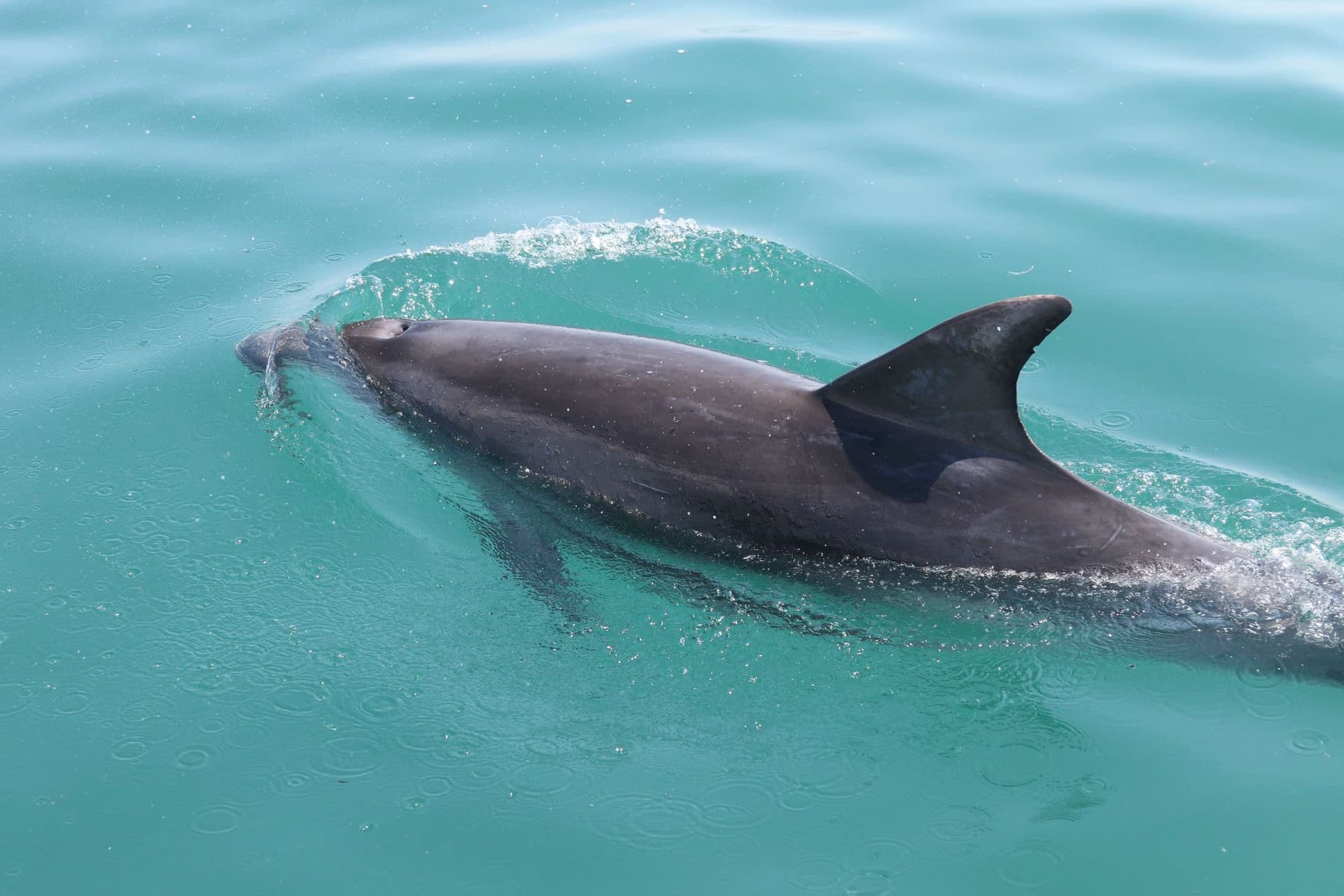 A dolphin swimming in the water with its mouth open