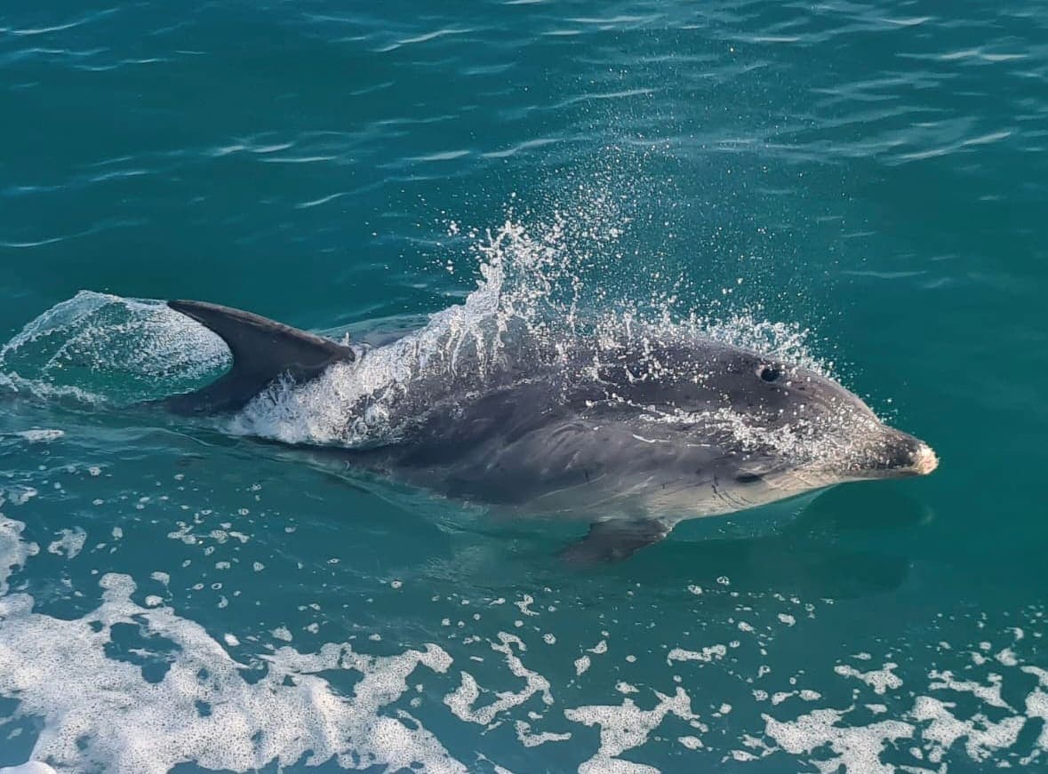 A dolphin is swimming in the water
