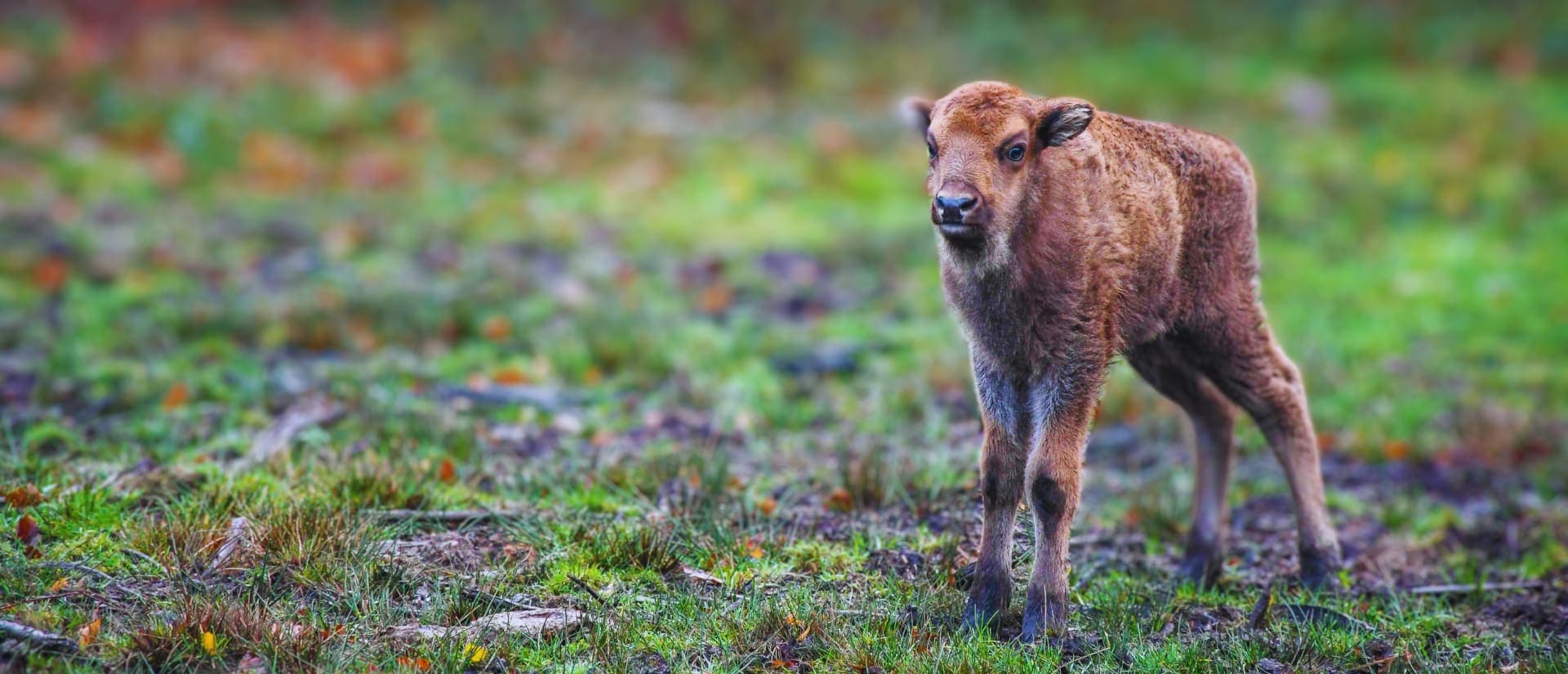 A baby calf standing in a field of grass