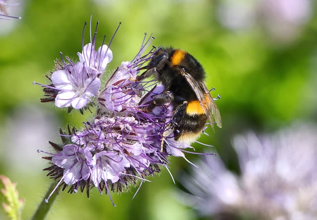 A close up of a bee on a flower