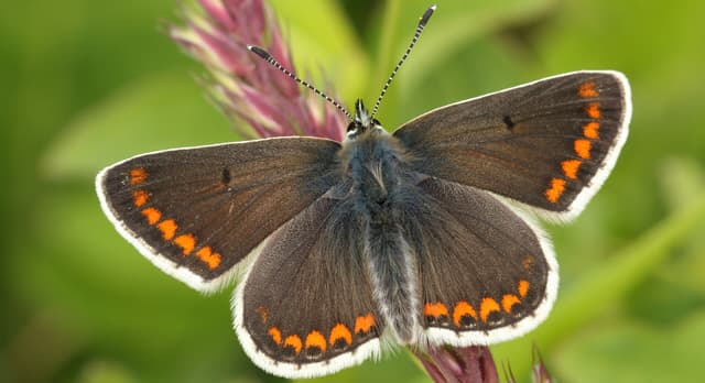 A close up of a butterfly on a flower