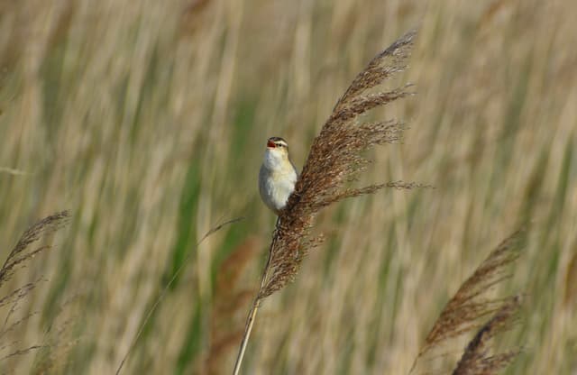 A small bird perched on top of a tall grass
