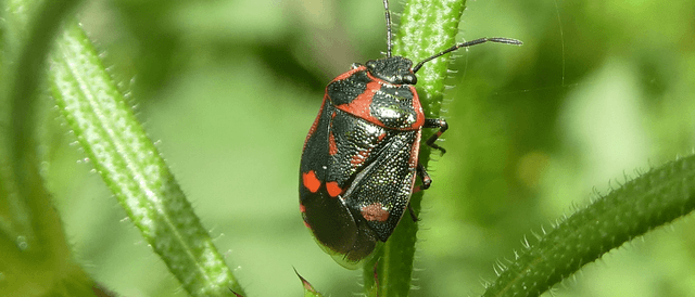 A red and black bug sitting on top of a green plant