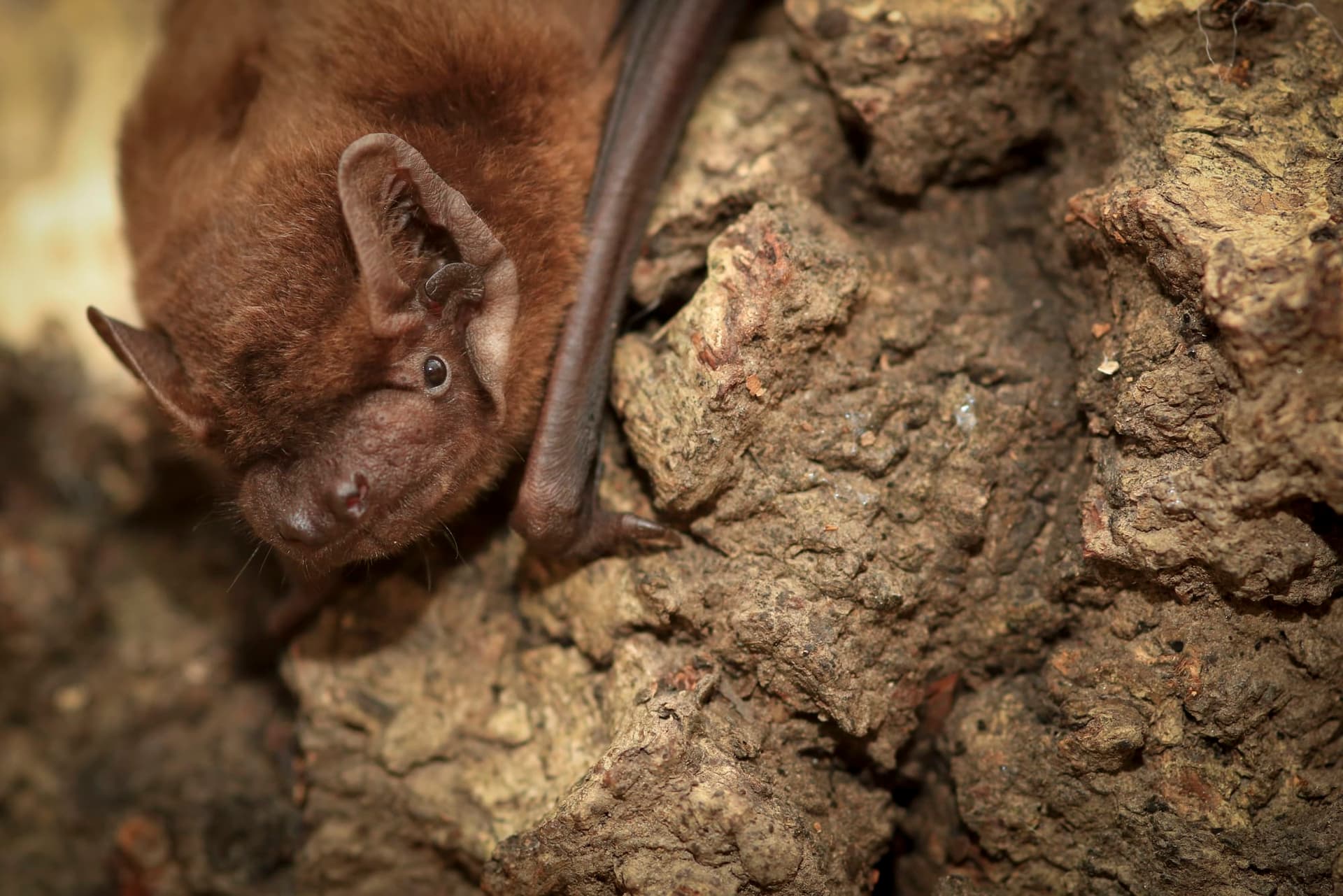 A bat hanging upside down on a tree