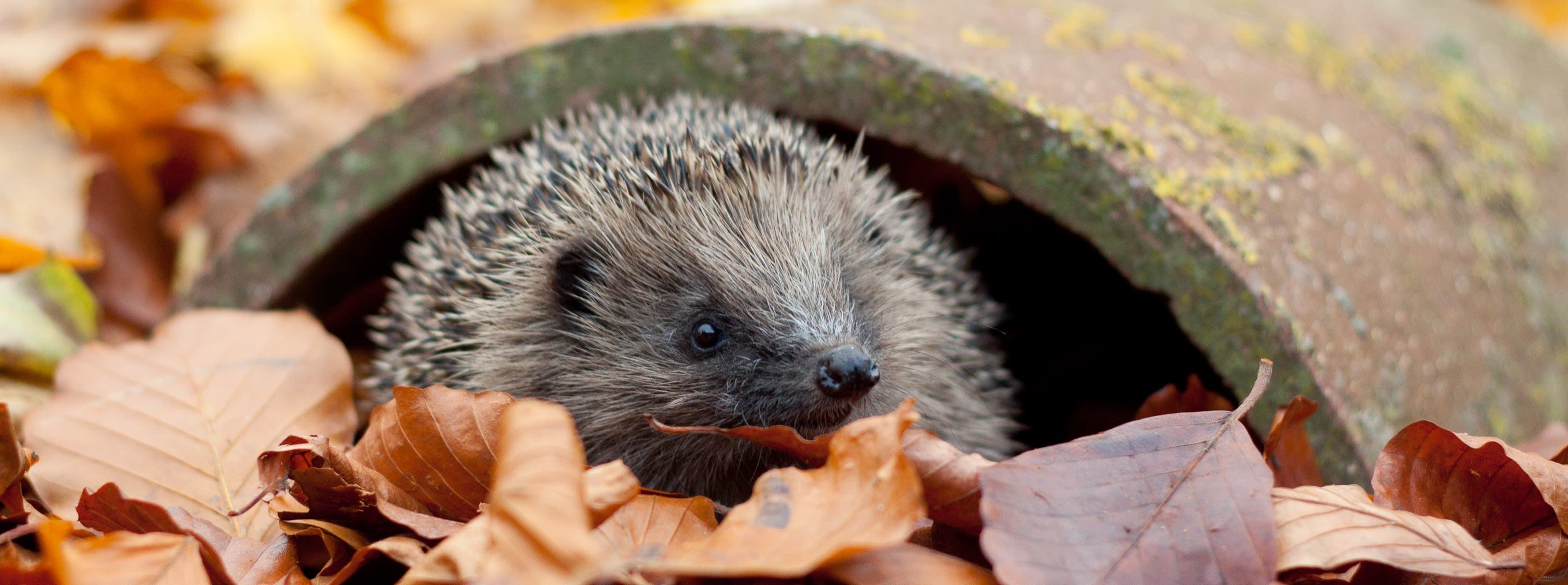 A hedgehog peeks out of a barrel surrounded by leaves