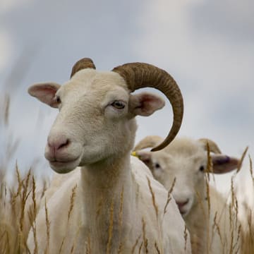 More from Kent Wildlife Trust