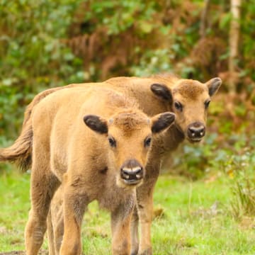 We defend and restore