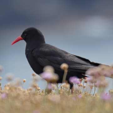 Support chough chicks this Christmas