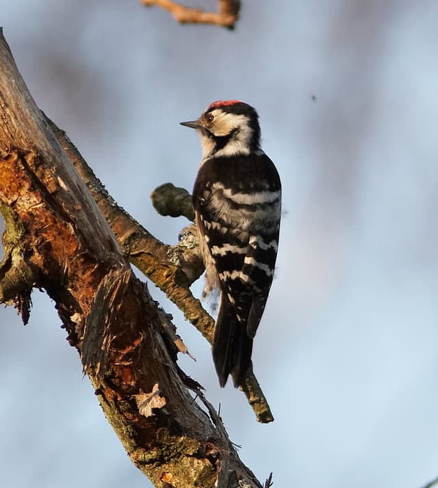 A bird perched on a branch of a tree