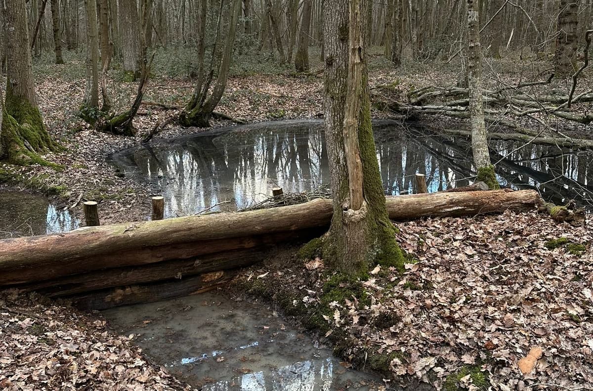 A small stream running through a forest filled with trees