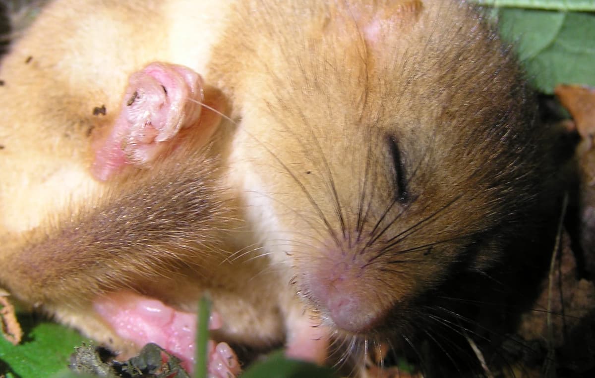 A small rodent sitting on top of a leaf covered ground