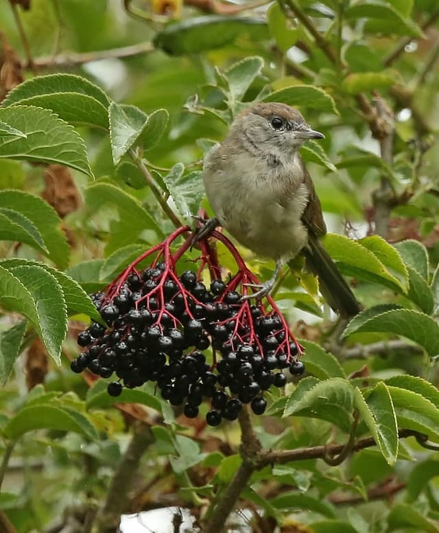 A small bird sitting on top of a berry tree