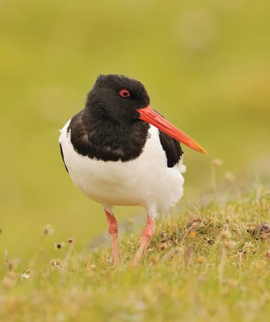 A black and white bird with a red beak