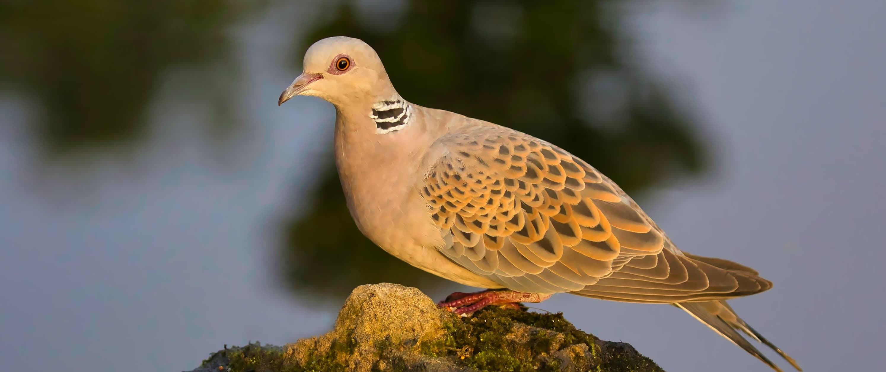A bird sitting on top of a rock next to a body of water