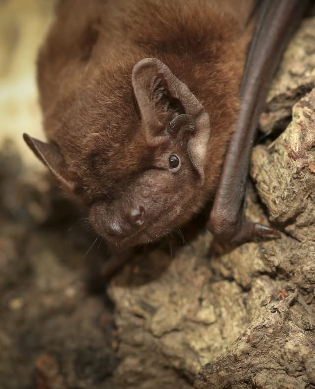 A bat hanging upside down on a tree
