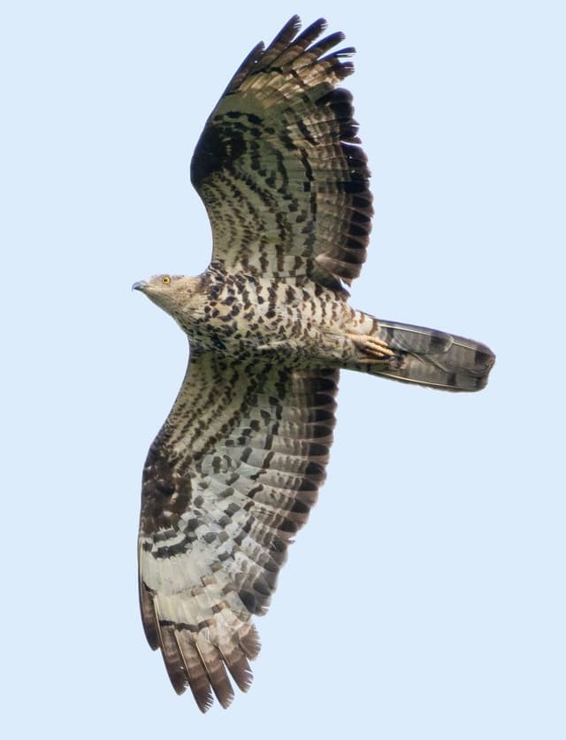 A large bird flying through a blue sky