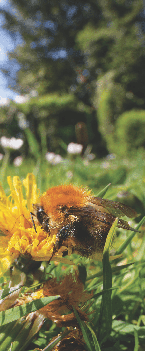 A bee sitting on top of a yellow flower