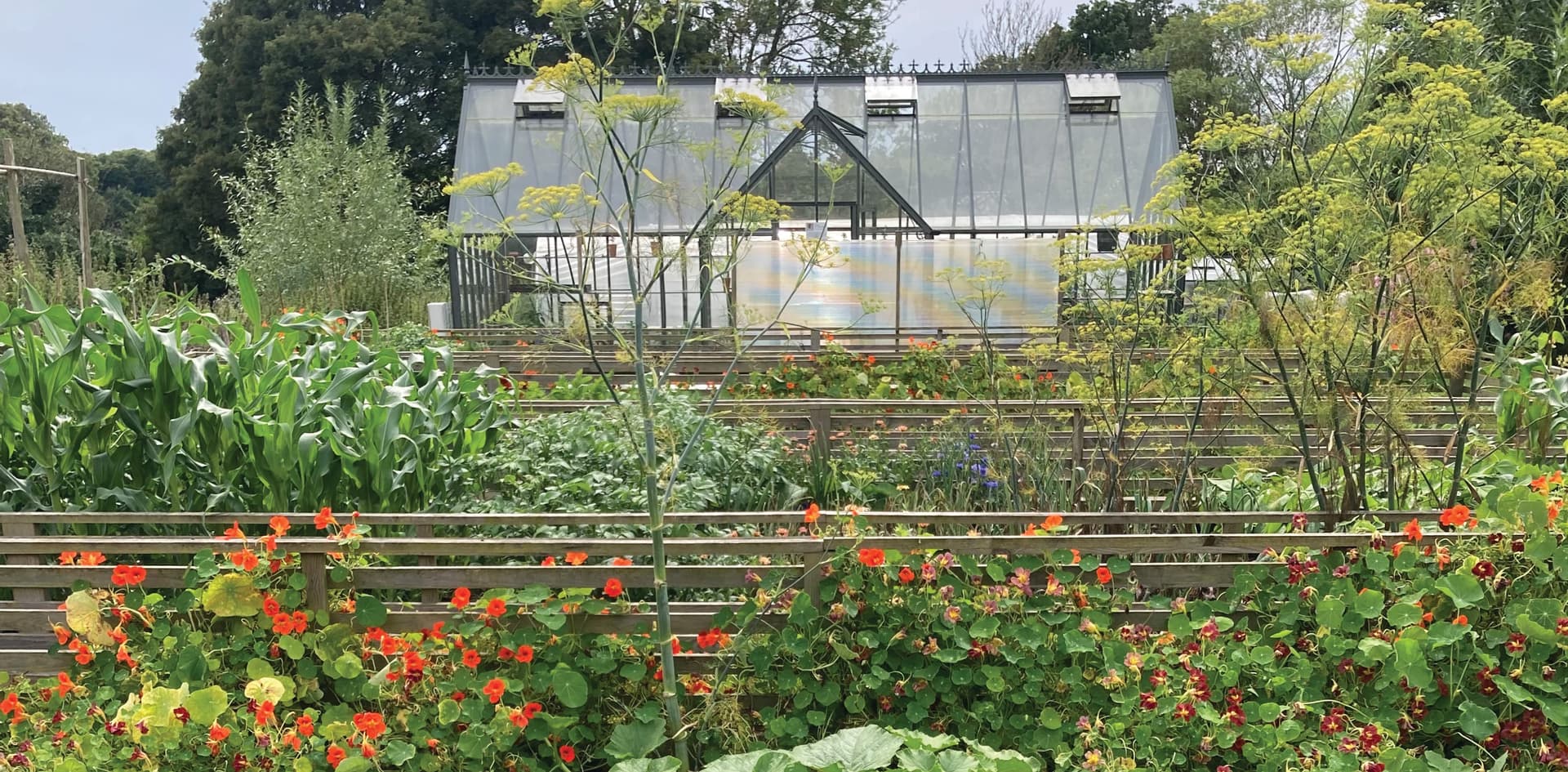 A garden filled with lots of different types of flowers