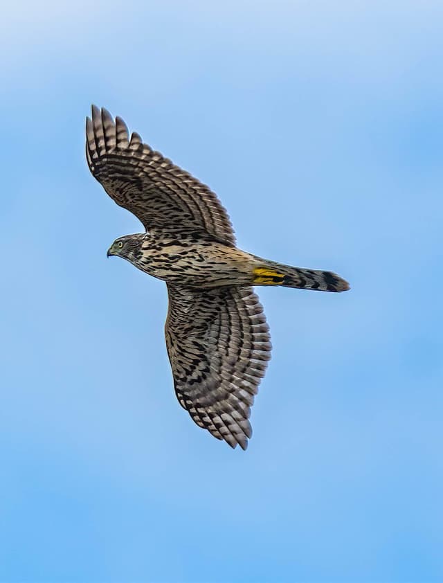 A bird flying through the air with a blue sky in the background