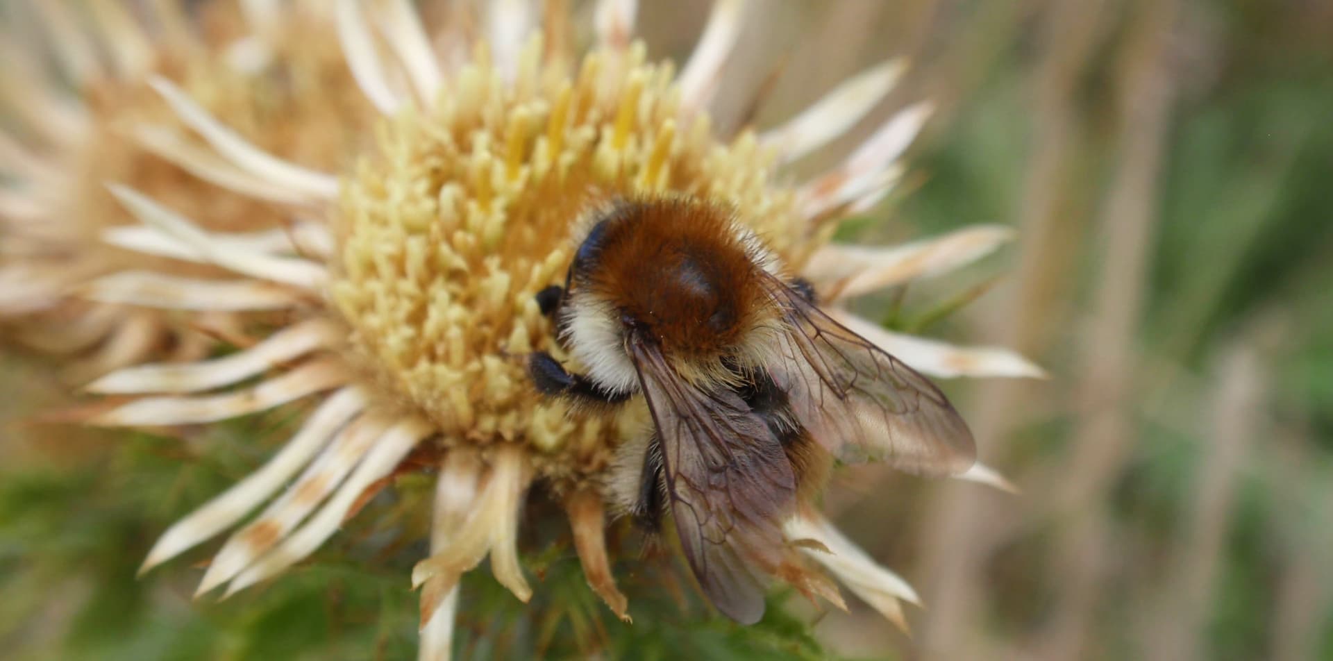 A close up of a bee on a flower