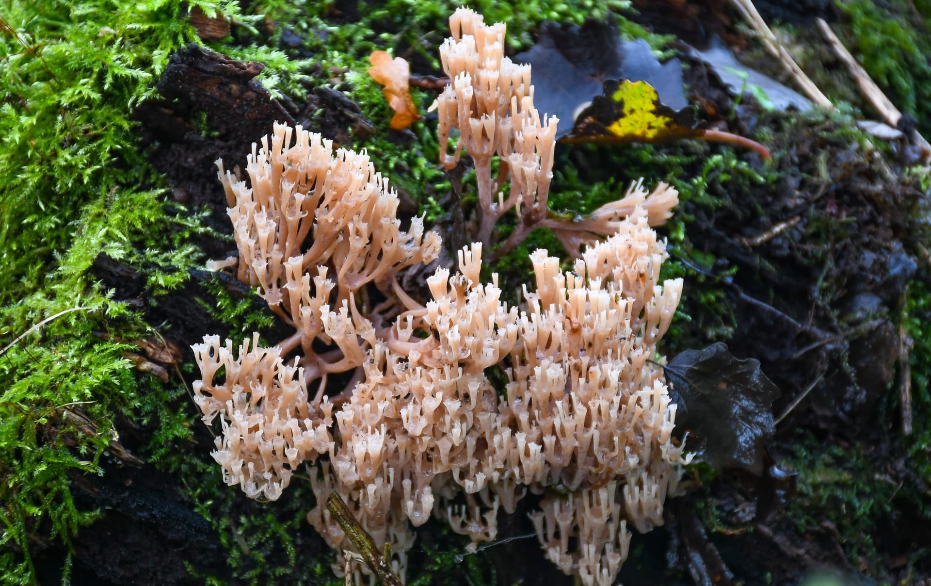 A close up of a plant with moss growing on it