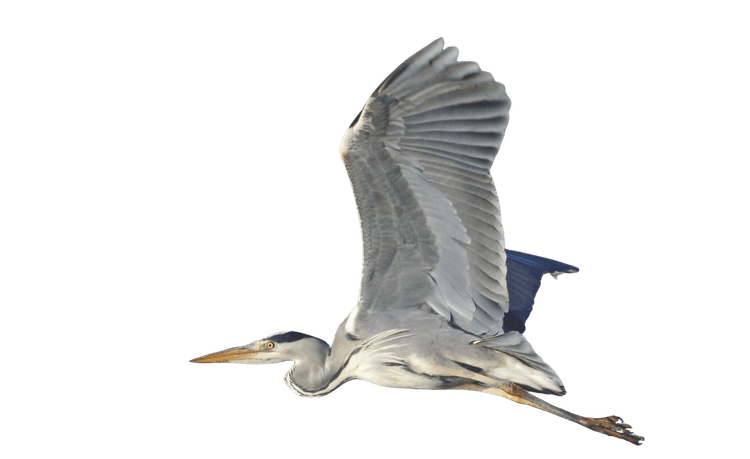 A large bird flying through a green sky