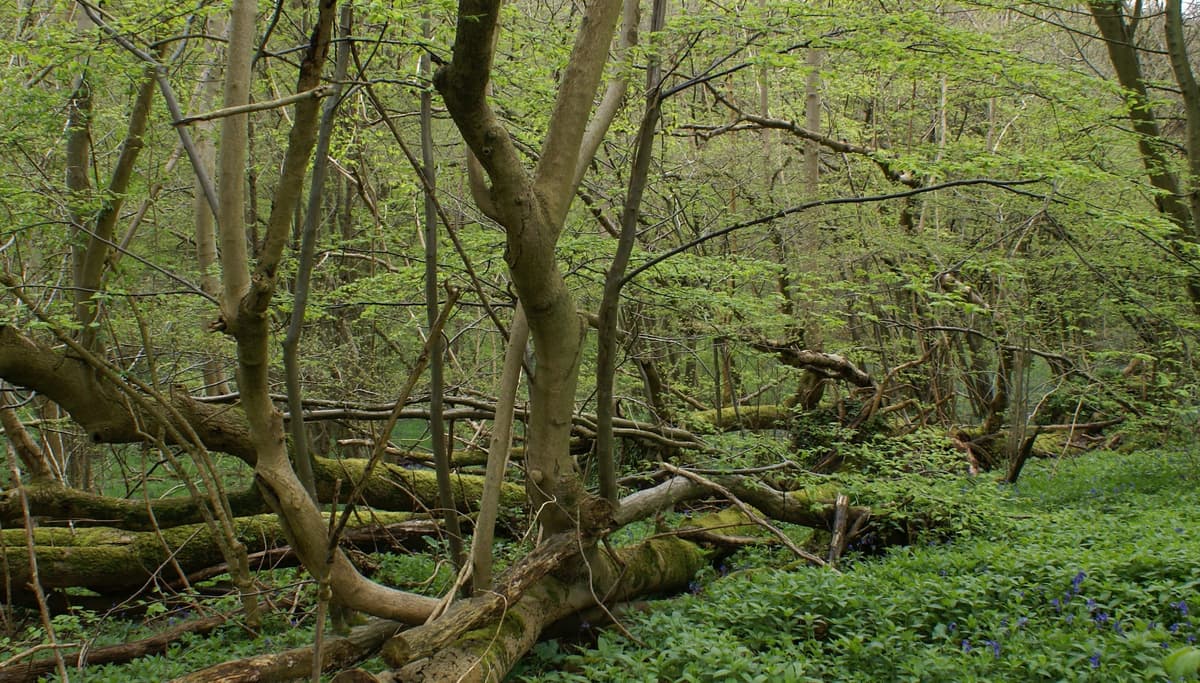 A lush green forest filled with lots of trees