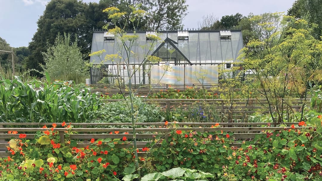A garden filled with lots of different types of flowers