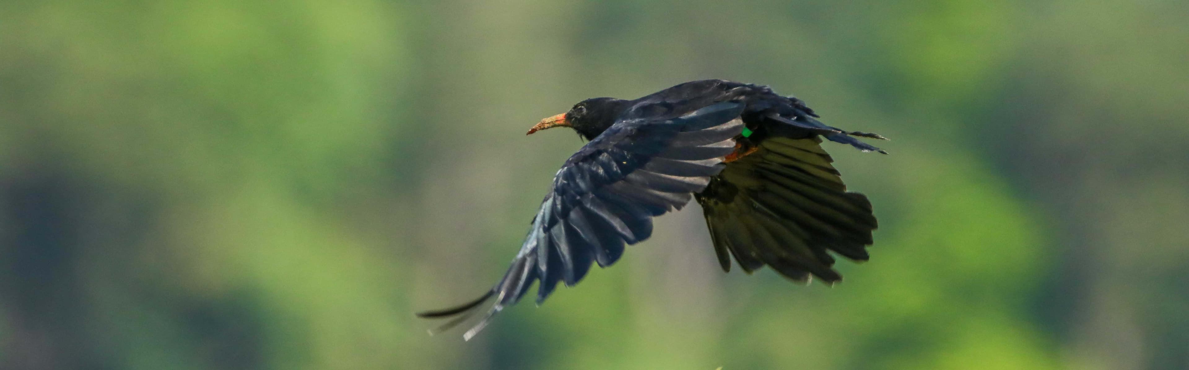 A black bird flying over a lush green field