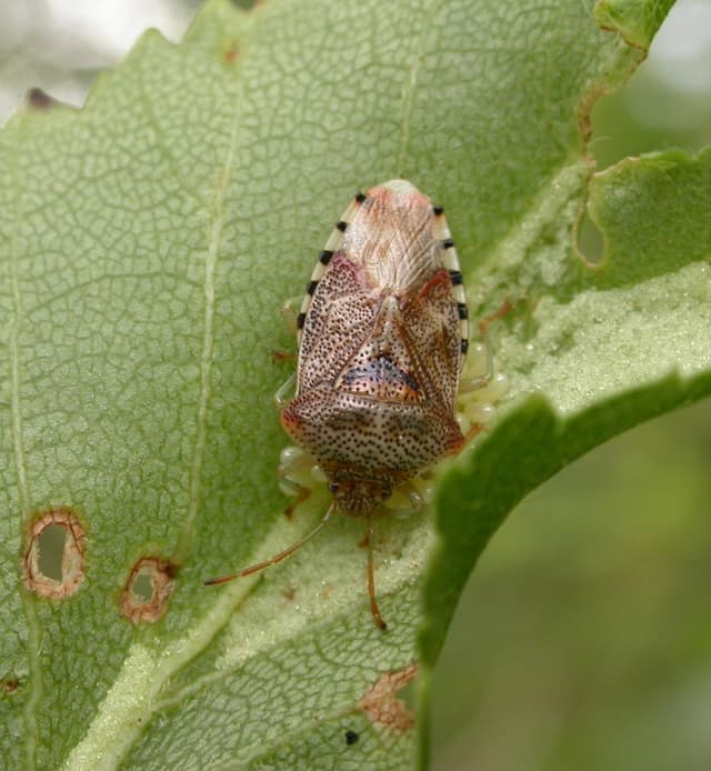 A bug is sitting on a green leaf