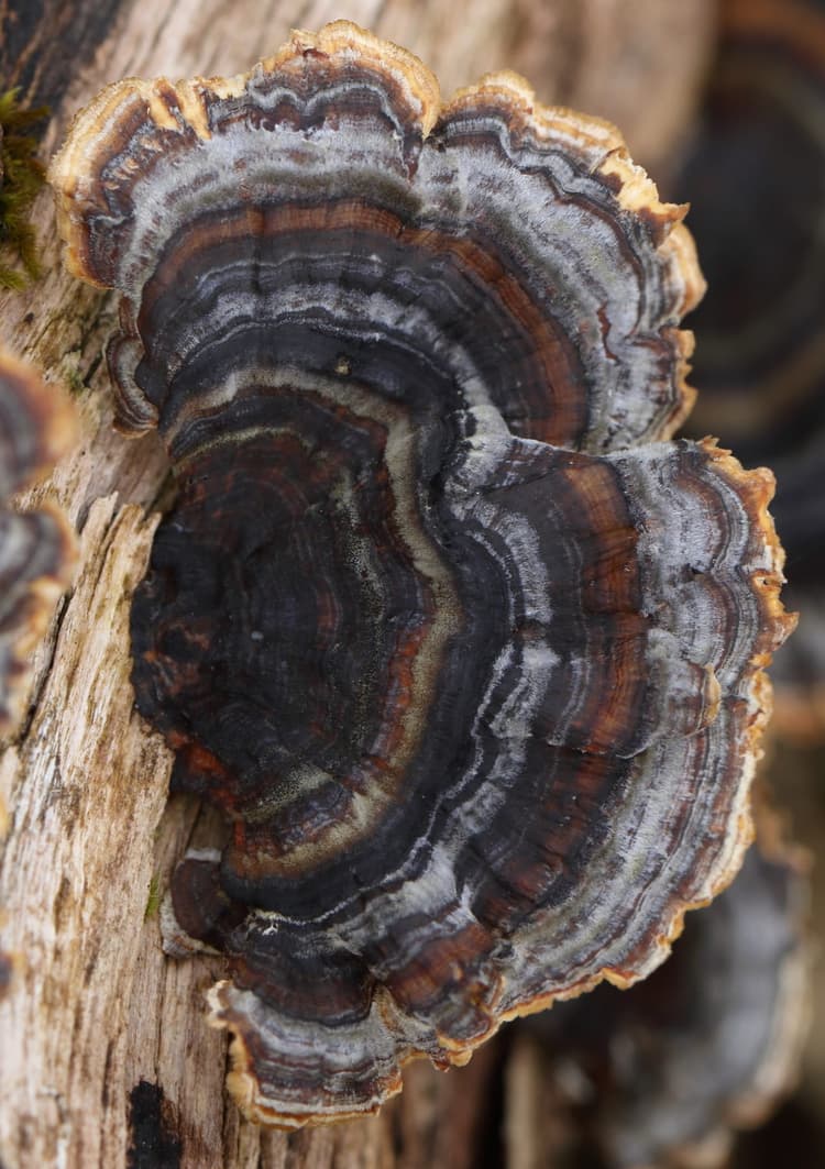 A close up of a tree trunk with a bunch of mushrooms growing on it