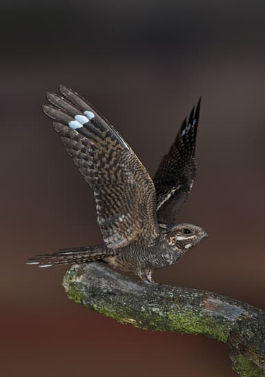 A small bird is flying over a branch
