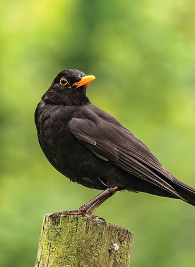 A black bird sitting on top of a wooden post