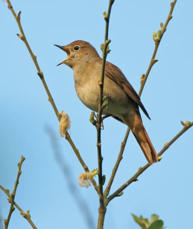 A small bird perched on a tree branch