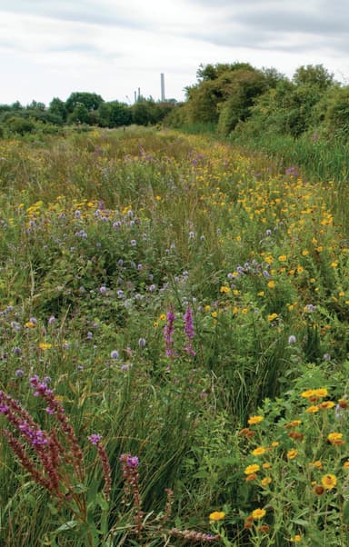 A field full of wildflowers and trees on a cloudy day