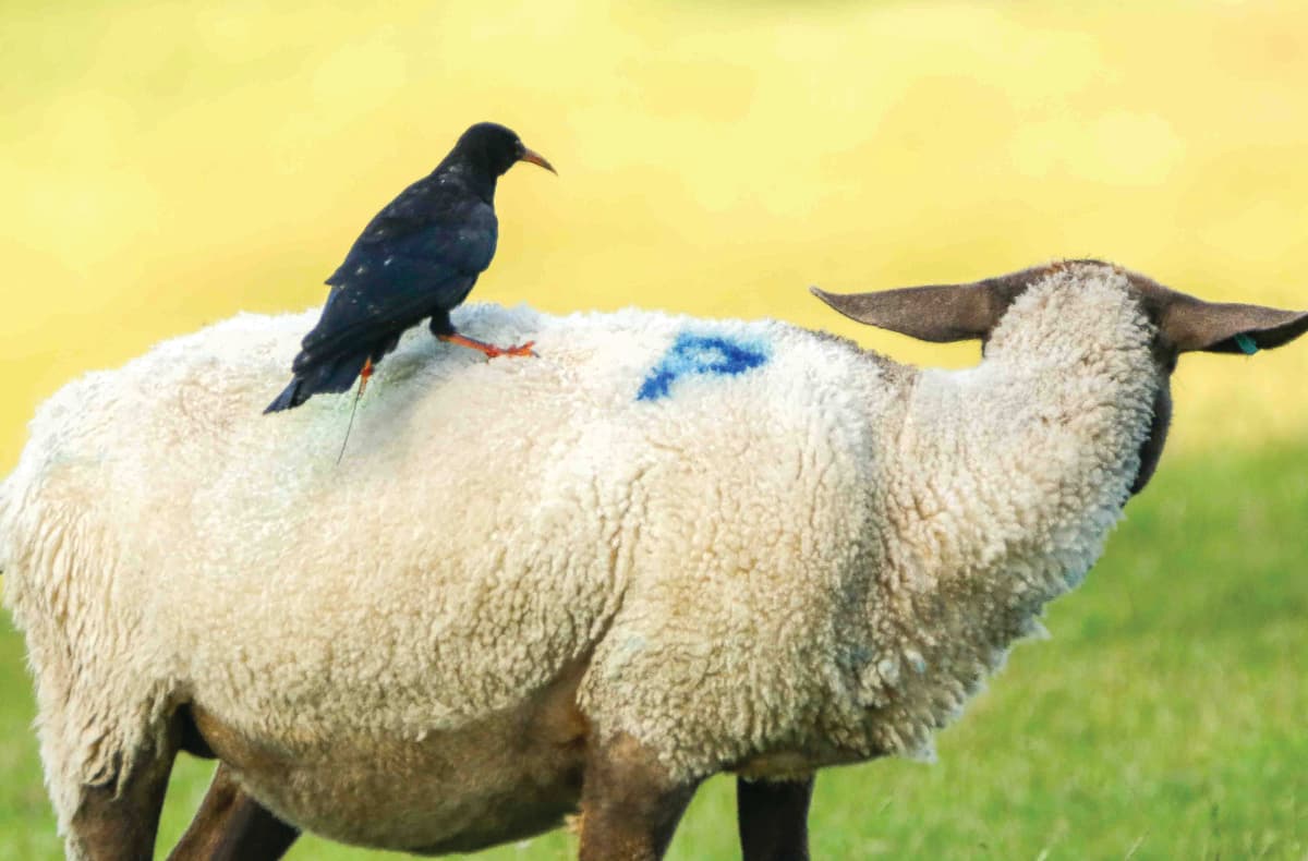 A bird sitting on the back of a sheep